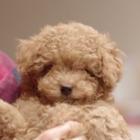 ちょこ (@202410choco) 's Twitter Profile