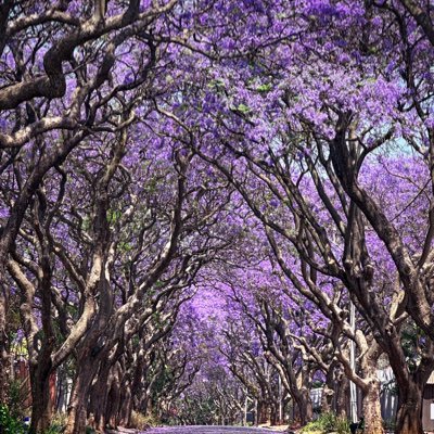 DansmithAnkomah's profile picture. 