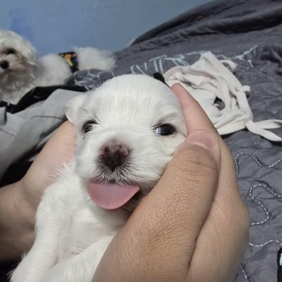 azulito0612's profile picture. azul