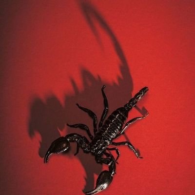pachhimirapakay's profile picture. searching 🔎 for closed ones