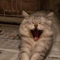 田中斉(rnホールandオー川栄作)② (@ljcvgoeuuvatmda) 's Twitter Profile