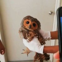 get (@nuggetpedaz) 's Twitter Profile