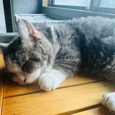 monta_tokyo1991's profile picture. ホークス #3 #9 新NISA、iDeCO、個別株（インカムゲイン他）米国ETF、エヌディビア、テスラ。