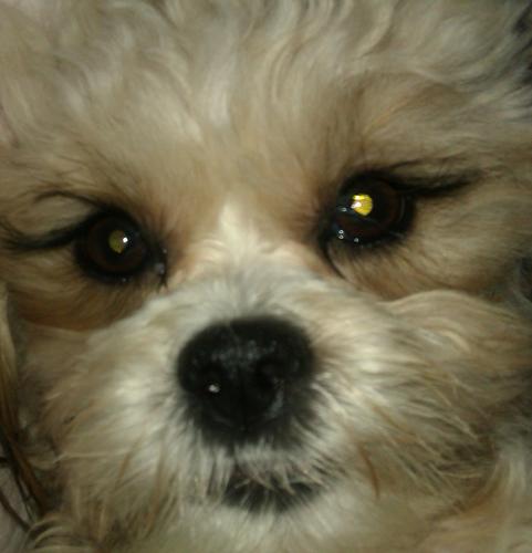 2 year old Teddy Bear Breed My eyelashes are my best feature..Love meeting new friends, Love my family. Hit me up and lets become friends