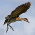 The Whistling Duck (@whistling_duck) Twitter profile photo