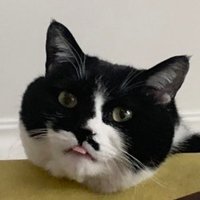 RPC^Lucia🎄 (@luciaguo4) 's Twitter Profile