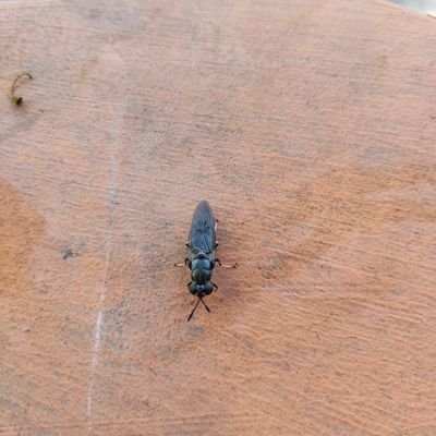 Cheop_tnong's profile picture. A/C Tchncn