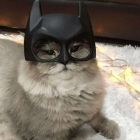Odia (@_tech_monarch) 's Twitter Profile