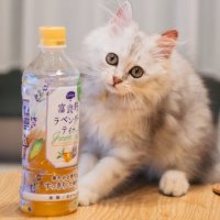 難くら|はたらく難病患者 (@cidp2024) 's Twitter Profile