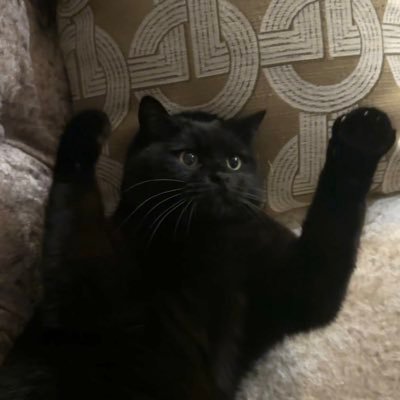 YanouZhang's profile picture.