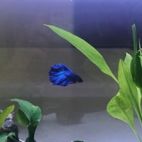 ALUCARDA (@alucarda_) 's Twitter Profile Photo