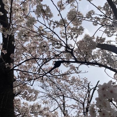 ぱんだ壱号さんのプロフィール画像