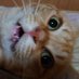 ããŒãã
ããããšã©ãŒã (@tjn_korookome) Twitter profile photo ããŒãã
ããããšã©ãŒã (@tjn_korookome) Twitter profile photo