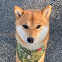 赤豆柴