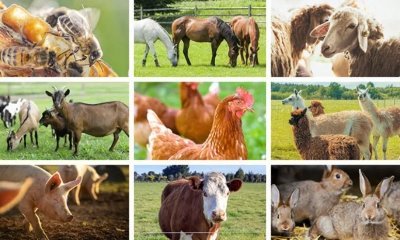 To build a resilient, sustainable, inclusive and globally competitive livestock sector that drives economic growth, ensures food security