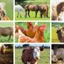 Federal Ministry of Livestock Development (@fmldnigeria) Twitter profile photo