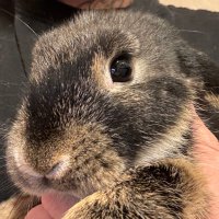 FayFay - ADOPTS AVAILABLE (@bellechawillow) 's Twitter Profile Photo FayFay - ADOPTS AVAILABLE (@bellechawillow) 's Twitter Profile Photo