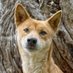 TinyDingoCapital (@tinydingocap) Twitter profile photo TinyDingoCapital (@tinydingocap) Twitter profile photo