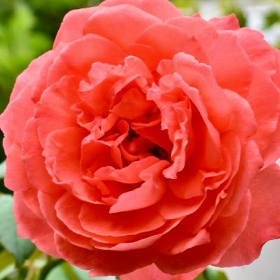 Xw2o7iVhuX58339's profile picture. 主に風景写真をあげています