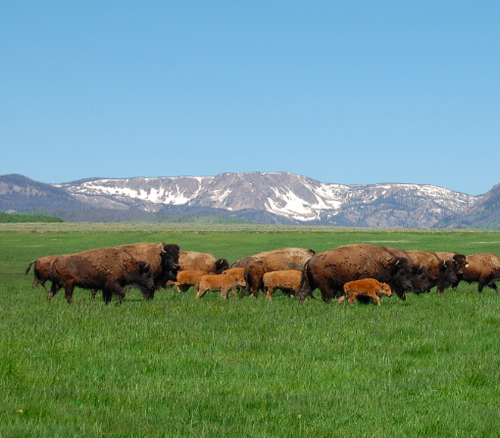 Eagle's Wing Bison