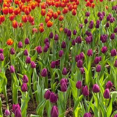 moonpi07s's profile picture. 🐈‍⬛ เสื้อผ้ามือสองและของสารพัดสิ่ง ☆ —— #second2review #second2sell