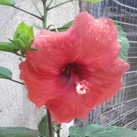 چادر خاکی (@chadorkhaki123) 's Twitter Profile