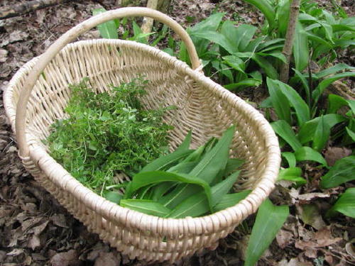 Wild food to buy for home and commercial use
Fresh wild food, foraged to order
Suppliers of wild food, to Pubs, Hotels and Restaurants across the UK