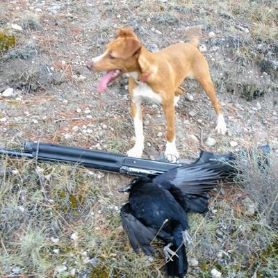 Tatolor1969's profile picture. Amante de mi familia,la caza y la naturaleza.