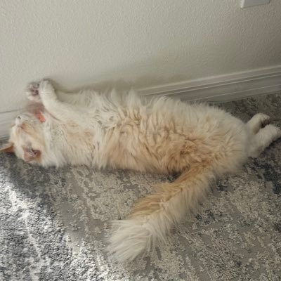 gulozde's profile picture. Wrong does not cease to be wrong because the majority share in it.