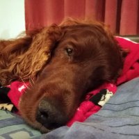 boudica🐾🇬🇧 (@wessextwo) 's Twitter Profile
