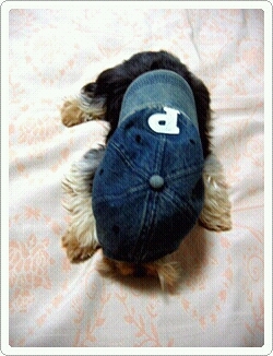 canis2b's profile picture. 세상을 향한 외침?? 자신을 향한 속삭임?!