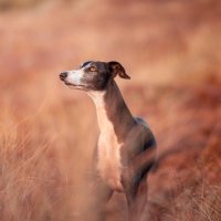 Flake (@flakedergalgo) 's Twitter Profile