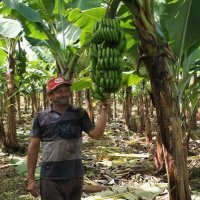 Bananeiro (@bananeirosc) 's Twitter Profile Photo Bananeiro (@bananeirosc) 's Twitter Profile Photo