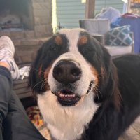 Tristan Ross (@tristanross9) 's Twitter Profile
