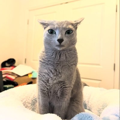 meow