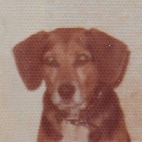 Dog & The Acid Bunnies (@dog_acidbunnies) 's Twitter Profile