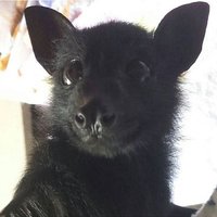 rafa morcegona (@ccemeteriess) 's Twitter Profile
