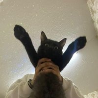 Butterfly (@cactisbonsai) 's Twitter Profile