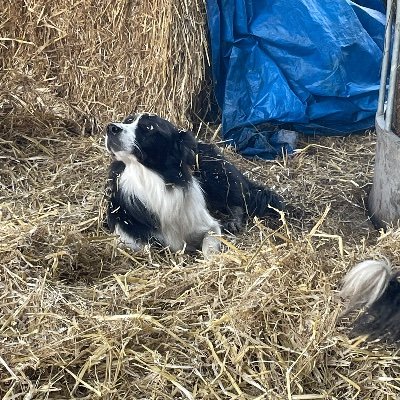 morfa2805's profile picture. Slave to my menagerie of animals