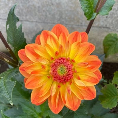 Yass_Poupoutch's profile picture. Nul n'est digne d'être adoré si ce n'est Allah.