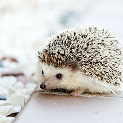 CarlozAmigavel's profile picture. 