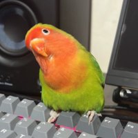 Rayvur (@raverinme) 's Twitter Profile