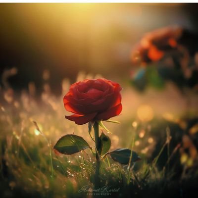 MalekiTara78565's profile picture. 