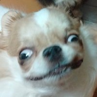 えちごやとちわわ (@echigoyamoke) 's Twitter Profile Photo えちごやとちわわ (@echigoyamoke) 's Twitter Profile Photo