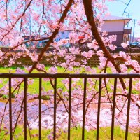 るーぶる (@bunobktt) 's Twitter Profile