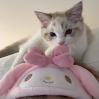 แม่น้องชิมมี่ 𐙚 (@saiijmck) 's Twitter Profile
