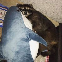 Bandytu (@master_clouds) 's Twitter Profile