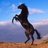 sts_b52's profile image
