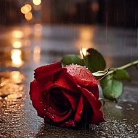 محمود الاسحاكي الاسحاكي (@alashakymh24562) Twitter profile photo