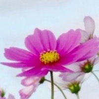 Kosumosu3739 (@kosumosu3739) Twitter profile photo